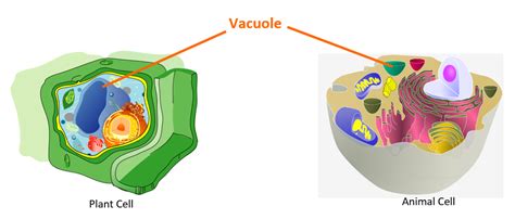 Vacuole In Animal Cell And Plant Cell