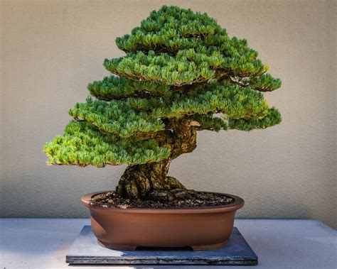 Best Bonsai Tree Aesthetic in the world Check it out now | leafyzen