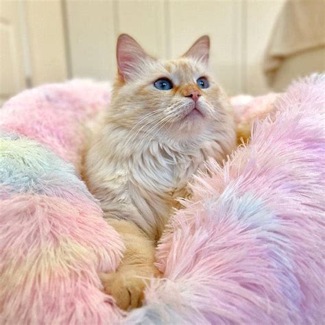 Pink Fluffy Cat Beds | tunersread.com