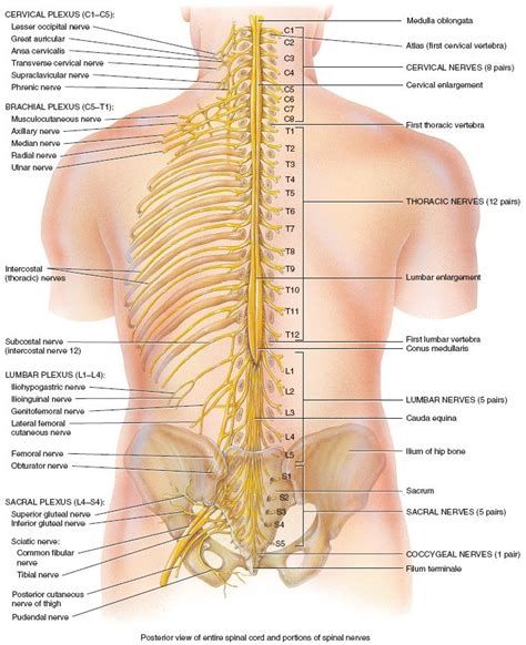 Human Body Back Nerves