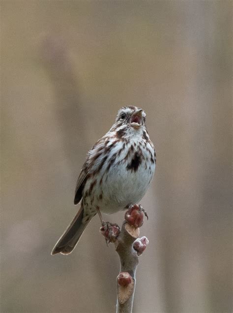 Identification of 11 Sparrow Species: a Photographic Guide | Miles Hearn