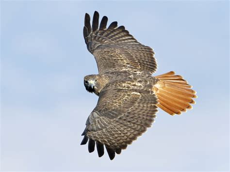 Red-Tailed Hawk - Size | Facts | Diet | Habitat | Call | Sound - BirdBaron