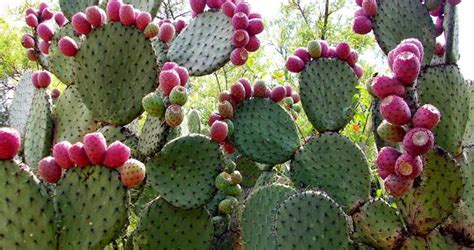 National fruit of Palestine - Prickly pear | Symbol Hunt