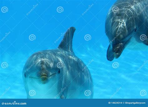 Two Dolphins Playing stock photo. Image of friend, glass - 14624314