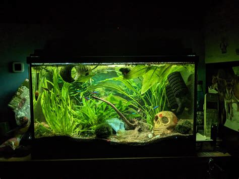 Betta fish Aquarium : r/Aquariums