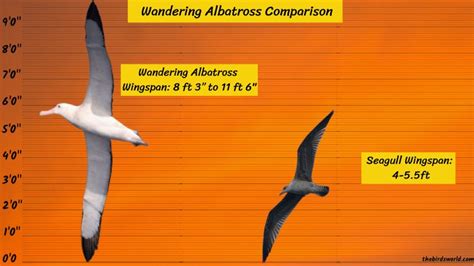 Wandering Albatross Wingspan: Comparing With Others?