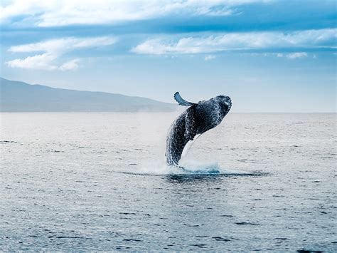 Whale watching in Reykjavík | OutdoorTrip