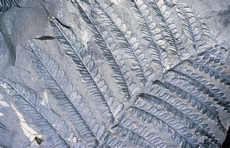 Fossil Leaves Of Neuropteris Photograph by Sinclair Stammers - Fine Art America