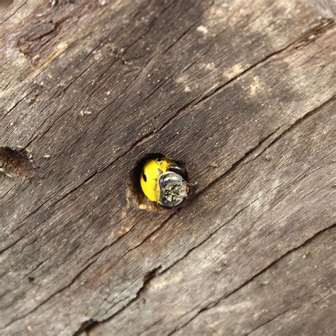 Carpenter Bee