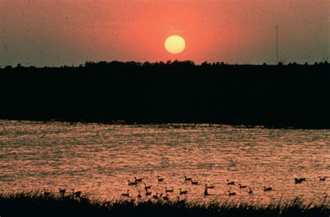 Free picture: sunset, wetlands, birds, water