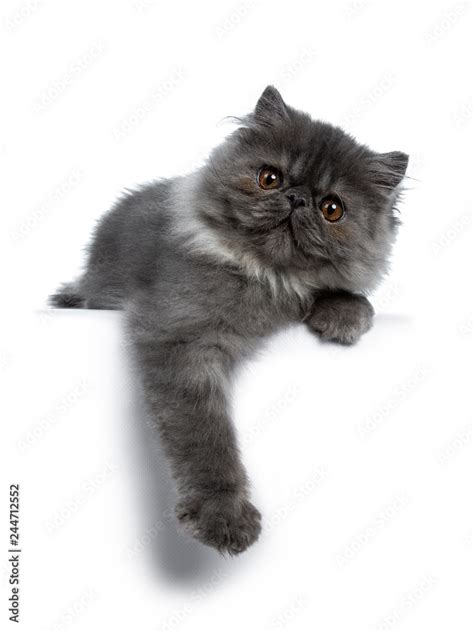 Cute black smoke Persian cat kitten, laying down with paw hanging over ...