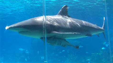 SeaWorld Shark Bay Underwater Viewing - Gold Coast, Australia - YouTube