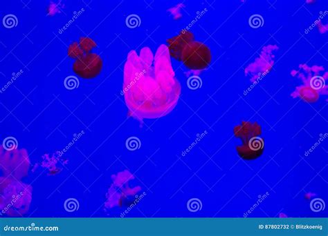 Small Jellyfishes in Aquarium Stock Photo - Image of aquarium, fish: 87802732