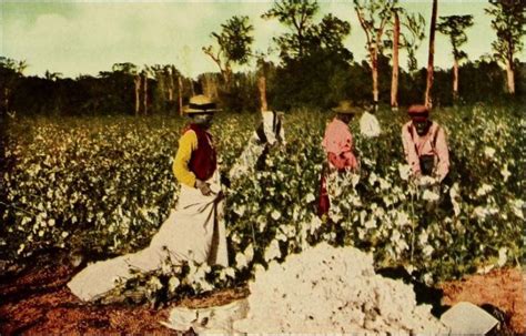 Cotton Plantations – Sankofa Archives