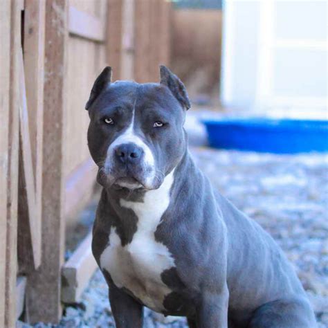 17 Cute Blue American Pit Bull Terrier Image 8K - Bleumoonproductions