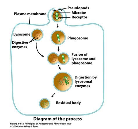 5. Vesicular Transport Flashcards | Quizlet