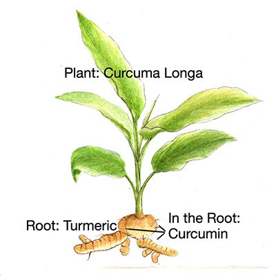 10 Healing Powers of Turmeric (Curcuma longa) - Agric4Profits