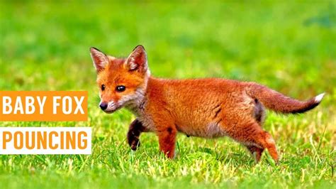 Baby Pictures Of Foxes - Baby Viewer