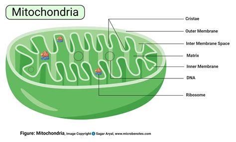 Labeled Diagram Of Mitochondria