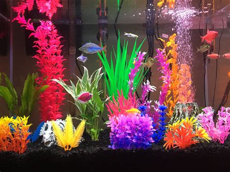 Basic Needs For A Fish Tank at Jason Nelson blog