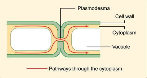 Connections between Cells and Cellular Activities · Biology