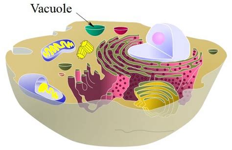 Vacuole - Definition, Structure and Functions | Biology Dictionary