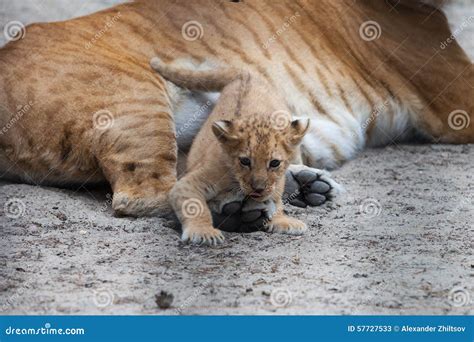 Liger Royalty-Free Stock Photo | CartoonDealer.com #6642237