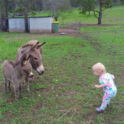 Baby donkey meet baby human. : r/aww