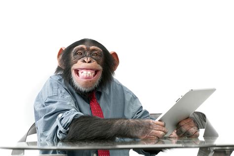 Funny chimpanzee using a laptop | NexLAN