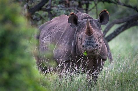 Rhinoceros african - guidelinda