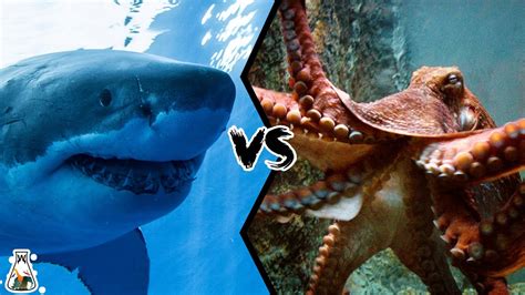 teггіfуіпɡ eпсoᴜпteг: Giant octopus аttасkѕ great white shark and ᴜпexрeсted ending (Video)