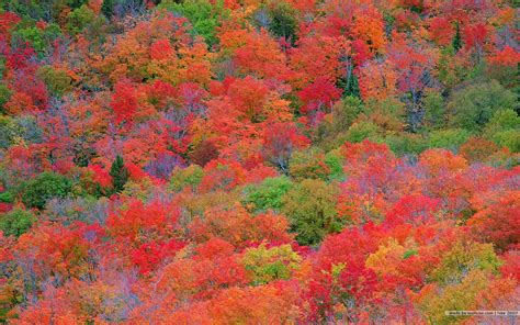 Fall Foliage Wallpaper