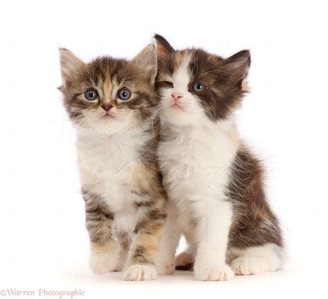 Calico and Tortie-Tabby kittens photo WP48371