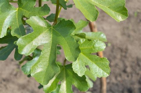 Premium Photo | Closeup shot of leaves on a fig tree