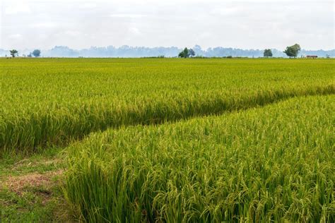 Rice fields waiting for harvest. 7674953 Stock Photo at Vecteezy