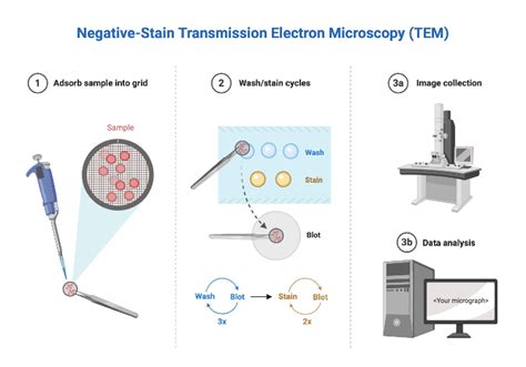 Negative-Stain Transmission Electron Microscopy (TEM) | BioRender Science Templates