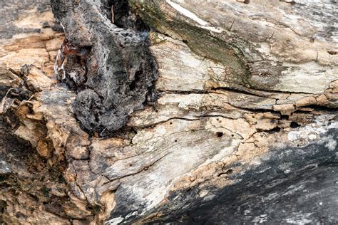 Detail bark of tree texture background 9339419 Stock Photo at Vecteezy