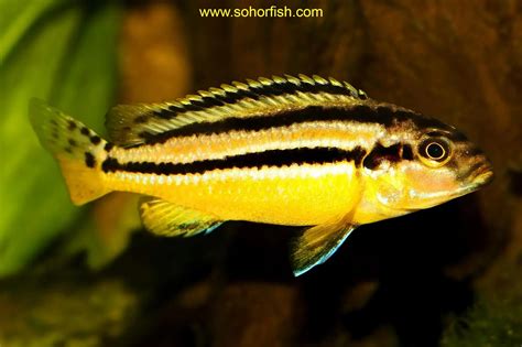 Cichlid Auratus Yellow - Ornamental Freshwater Fish From Indonesia