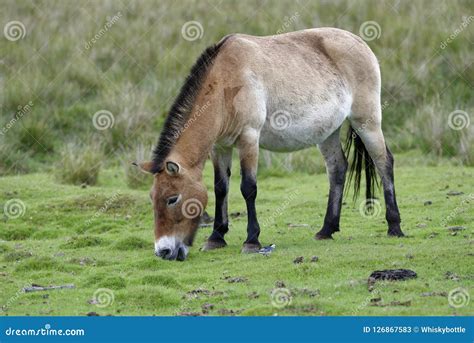 Przewalski`s Horse stock image. Image of asia, mongolia - 126867583