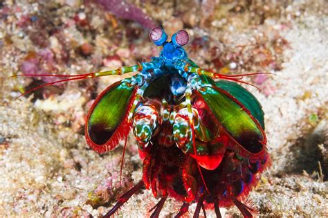 Wakatobi: Marine Life