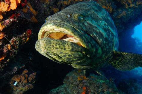 goliath grouper eats shark