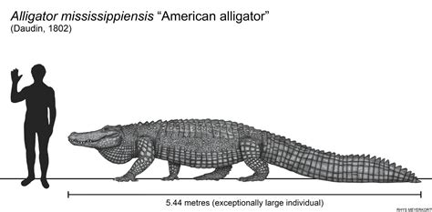 American alligator size comparison by Paleonerd01 on DeviantArt