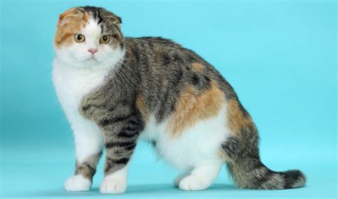 Scottish Fold / Highland Fold Cat Breed Information - Vetstreet | Vetstreet