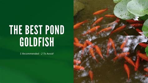 7 OF THE BEST POND GOLDFISH ( REVIEWS)- SPRUCE UP YOUR GARDEN PONDS