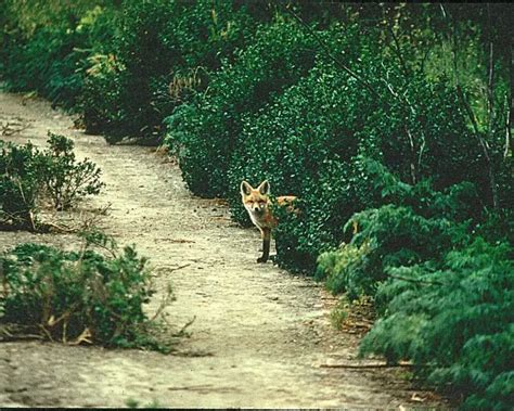 Sierra Nevada red fox - Facts, Diet, Habitat & Pictures on Animalia.bio