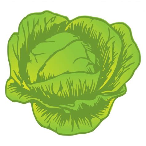 Cabbage Drawing Free Stock Photo - Public Domain Pictures