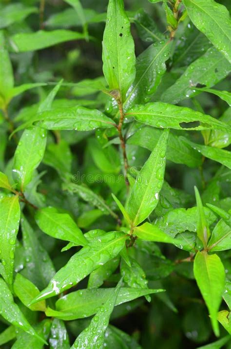 Vietnamese Coriander Plant Leaf Stock Photo - Image of plant, coriander: 152441134