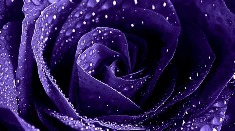 🔥 [0+] Purple Roses Wallpapers | WallpaperSafari