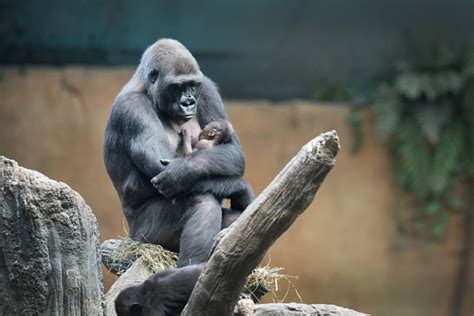 Precious Baby Gorilla Born at Illinois Zoo [PHOTOS]