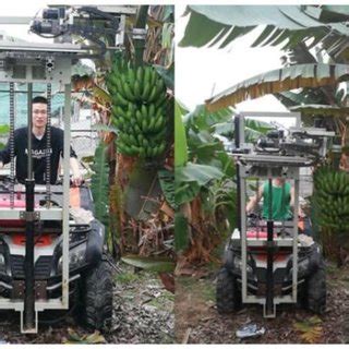 (PDF) Mechanized Technology Research and Equipment Application of Banana Post-Harvesting: A Review